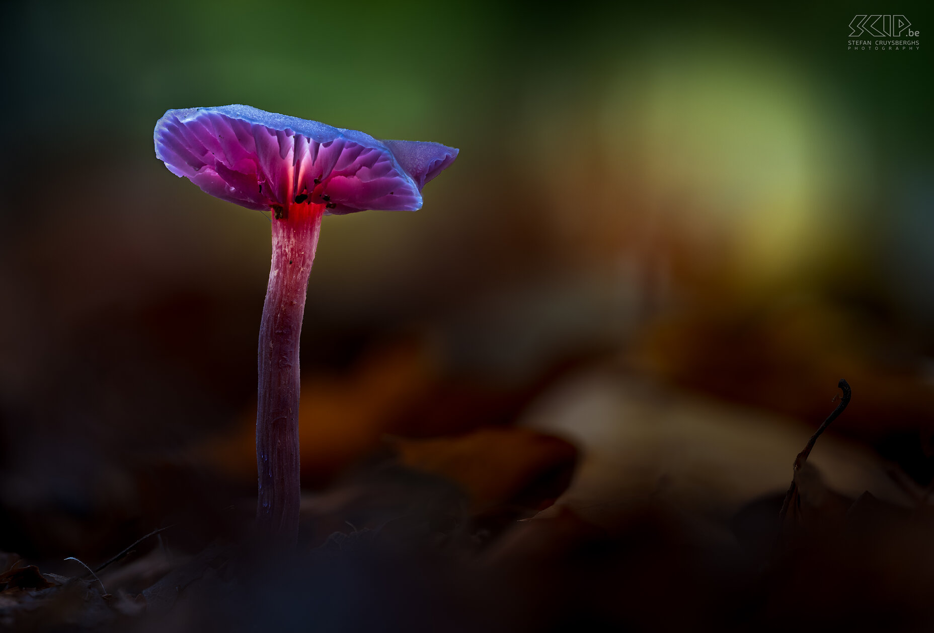 Glowing mushrooms When I went out in the evening in the forests of Averbode I discovered some beautiful glowing mushrooms; an ingenious trick from mother nature, gnomes who leave their lights on or just a creative photographer, ...;-) Stefan Cruysberghs